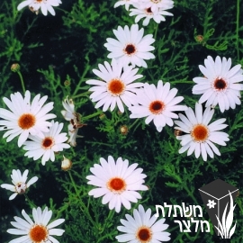 חרצית - Chrysanthemum