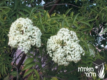 סמבוק - Sambucus