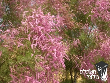 אשל - Tamarix