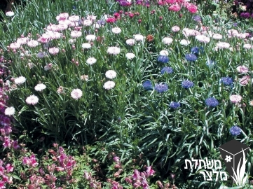 דרדר - Centaurea