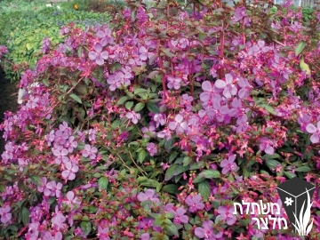 צנטרדניה - Centradenia