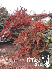 פירקנתה - Pyracantha