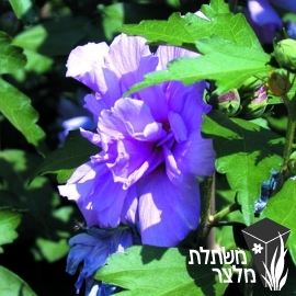 היביסקוס - Hibiscus
