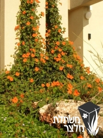 תונברגיית - Thunbergia