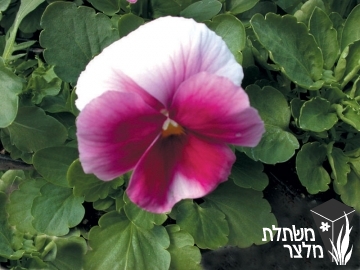 סיגל x אמנון ותמר - Viola