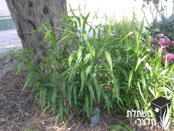 כסמנתיון - Chasmanthium