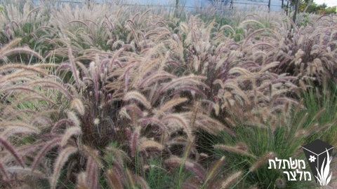 זיף-נוצה - Pennisetum