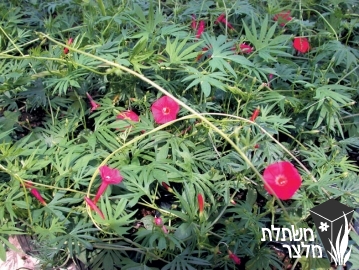 לפופית - Ipomea