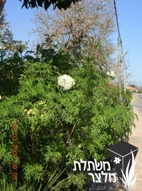 סמבוק - Sambucus