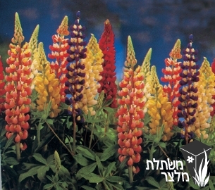 תורמוס - Lupinus