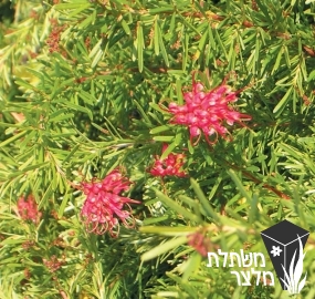 גרווליאה - Grevillea