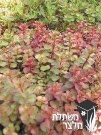 צורית - Sedum