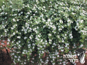 סוטרה - (Sutera (Bacopa