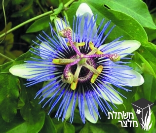 שעונית - Passiflora