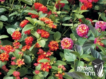 לנטנה - Lantana