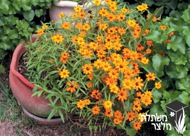 ציניה - Zinnia