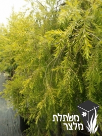 מללויקה - Melaleuca