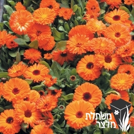 ציפורני- חתול - Calendula