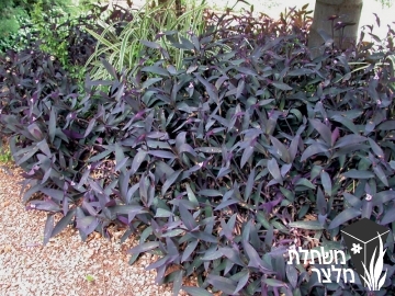 יהודי- נודד - Tradescantia