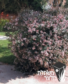 אבליה - Abelia