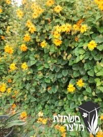 תונברגיית - Thunbergia