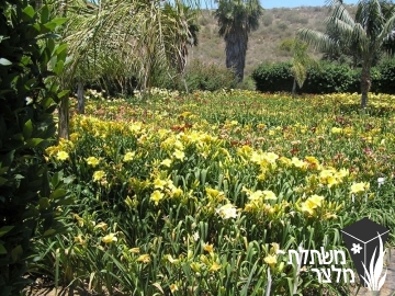 המרוקליס - Hemerocallis