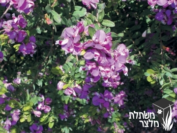 מרבה-חלב (פוליגלה) - Polygala