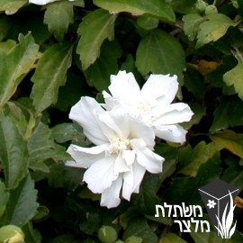 היביסקוס - Hibiscus