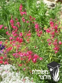 פנסטמון - Penstemon