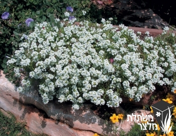 מללנית - Lobularia