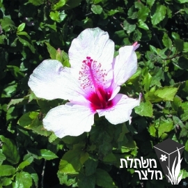 היביסקוס - Hibiscus