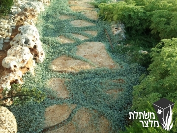 דיכונדרה - Dichondra