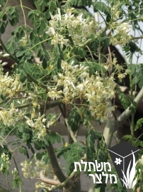 מורינגה - Moringa