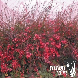 רוסליה - Russelia