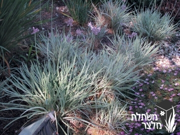 טולבגיה - Tulbaghia