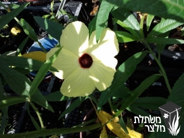 היביסקוס - Hibiscus