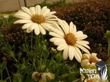 גרמית - Osteospermum