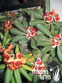 פיטוספורום - Pittospormum