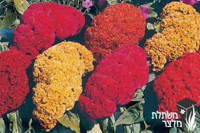 צלוסיה - Celosia