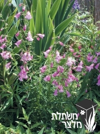 פנסטמון - Penstemon