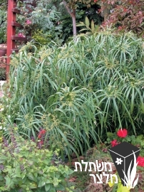 גומא - Cyperus