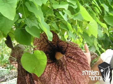 ספלול - Aristolochia