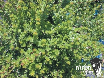 אוג - Rhus