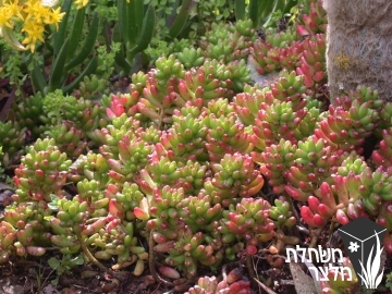 צורית - Sedum