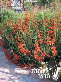 אוזן-ארי - Leonotis