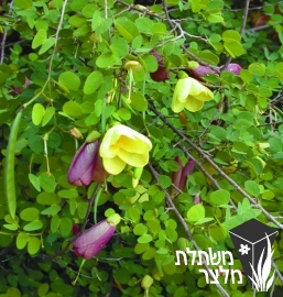 בוהיניה - Bauhinia