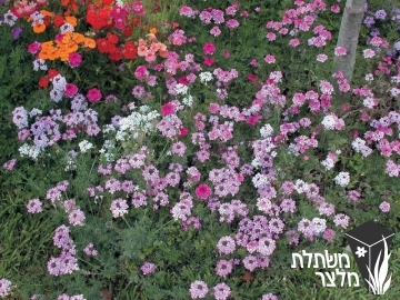 ורבנה - Verbena