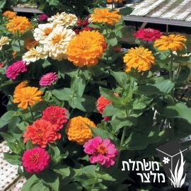 ציניה - Zinnia