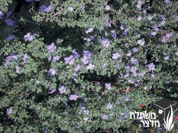 לבן-עלה (ליקופילום) - Leucophyllum