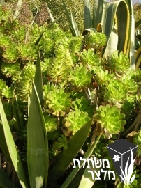 נצחה - Aeonium